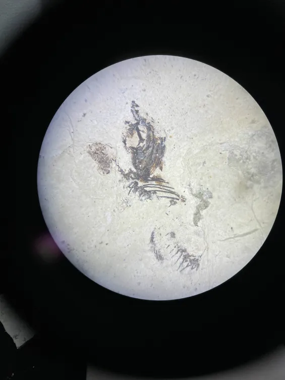 Detalle del proyecto