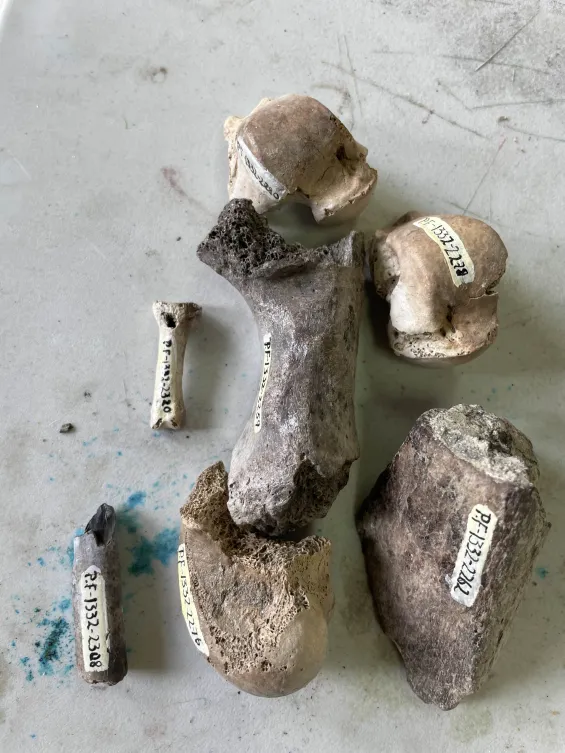 Detalle del proyecto