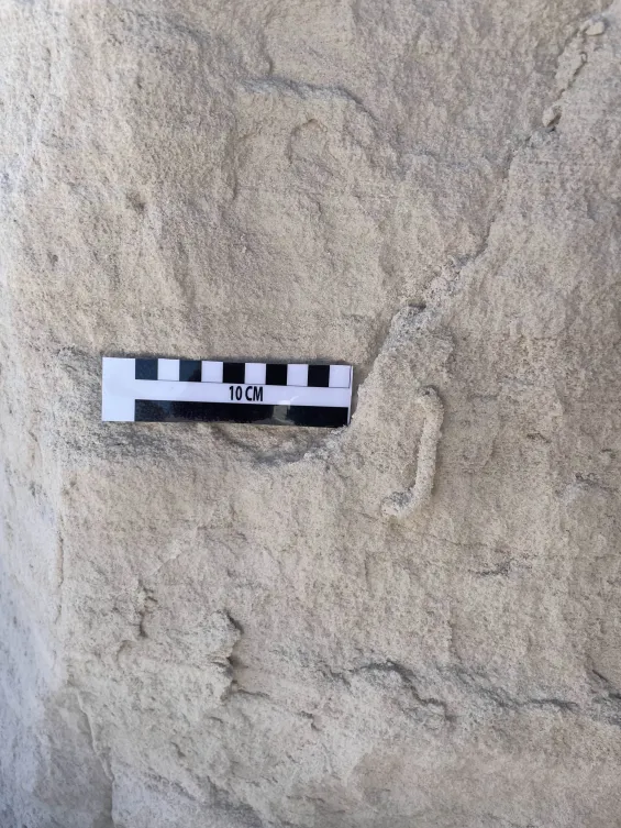 Detalle del proyecto