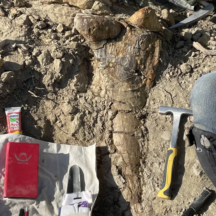 Detalle del proyecto