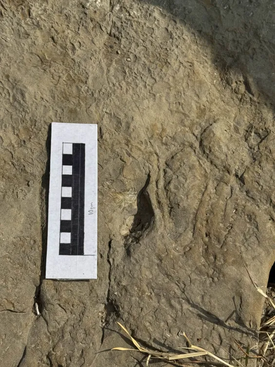 Detalle del proyecto